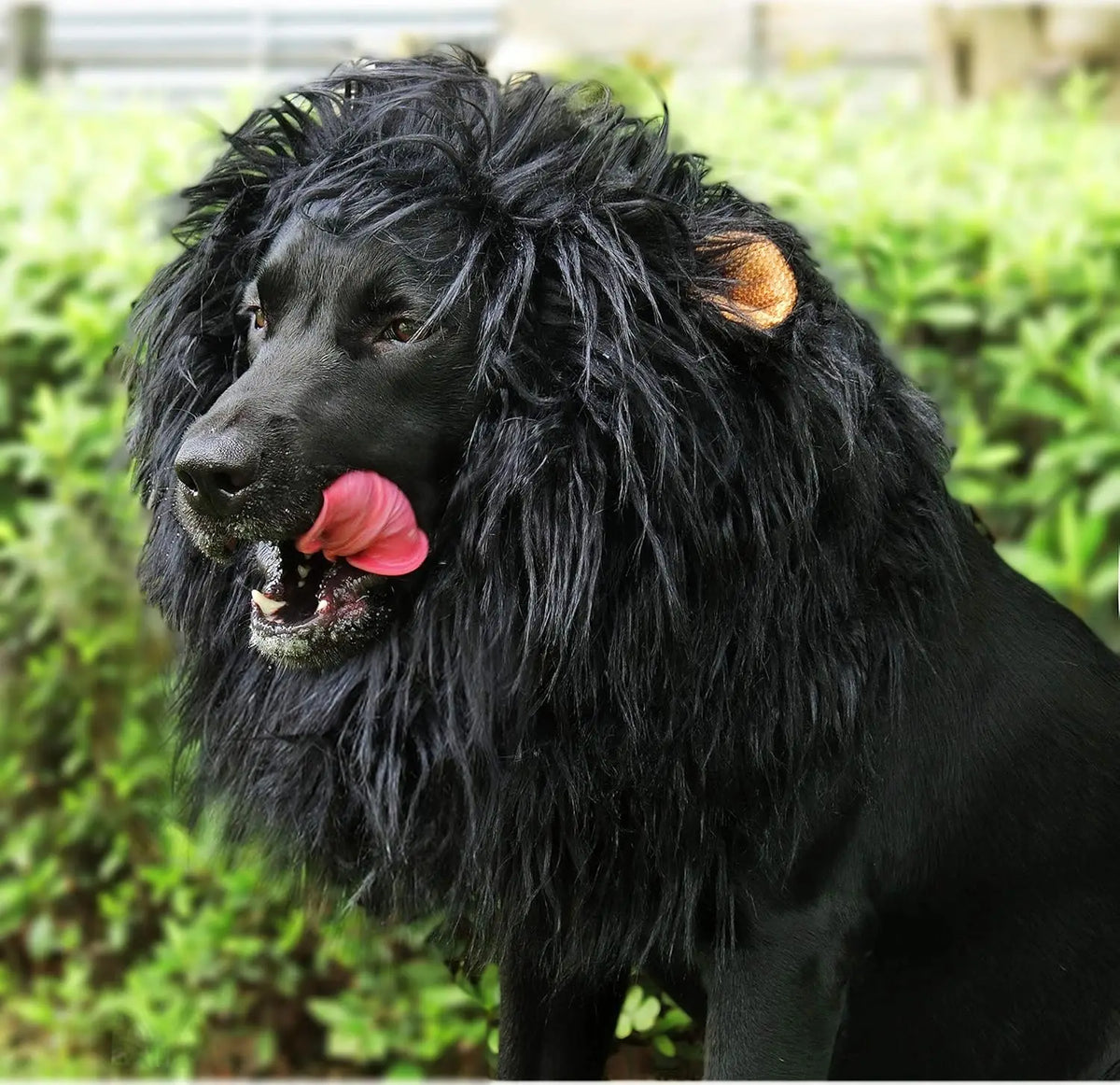 Onmygogo Lion Mane Wig for Dogs with Ears, Funny Pet Costumes for Halloween Christmas