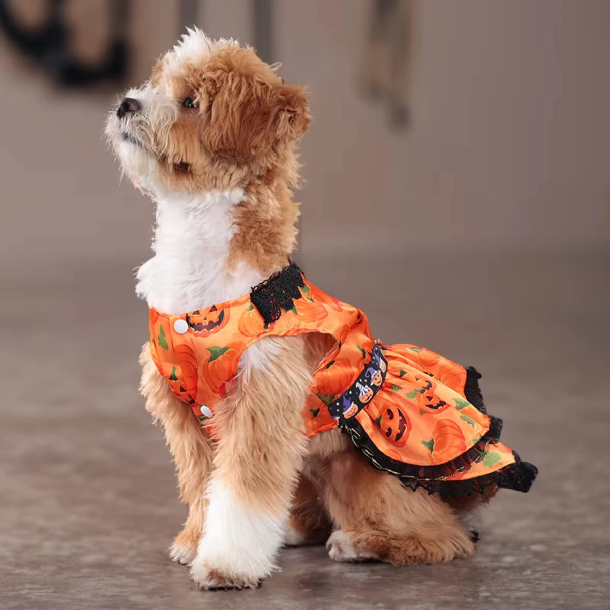 1pcs popular Halloween pet supplies dog clothes costumes pumpkin skirts and small dog clothes