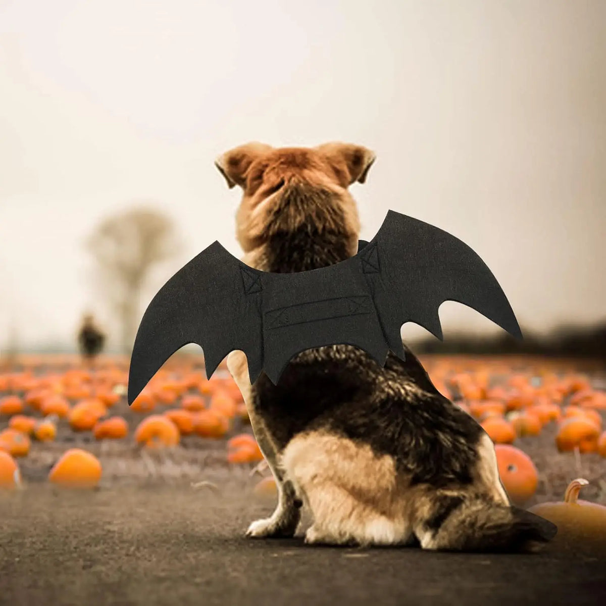 Dog Bat Costume - Halloween Pet Costume Bat Wings Cosplay Dog Costume Cat Costumes for Party M